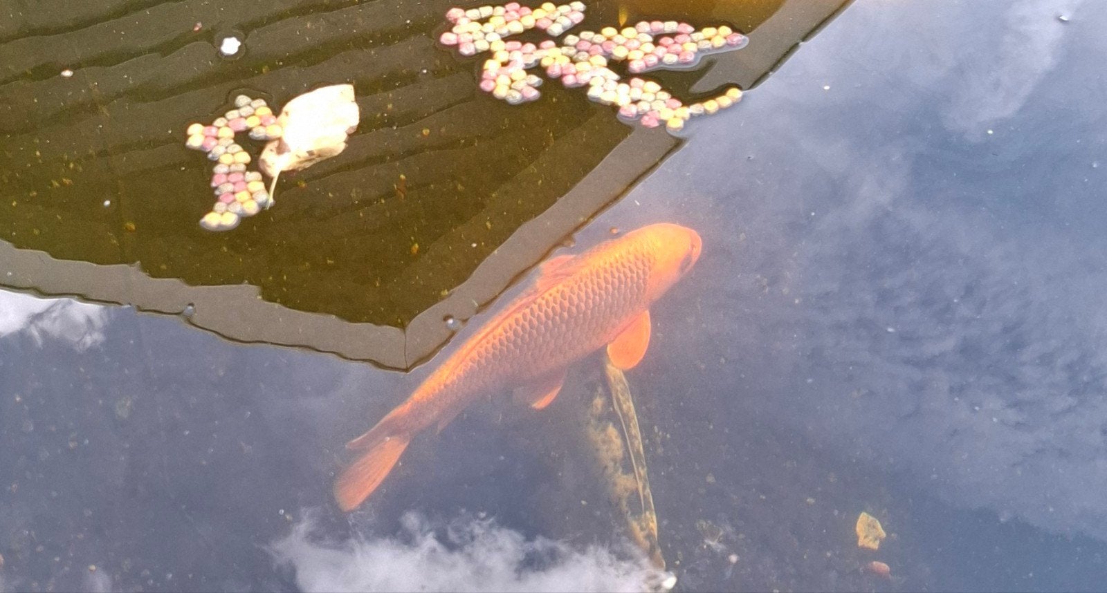 Koi te koop, Dieren en Toebehoren, Karper of Koi