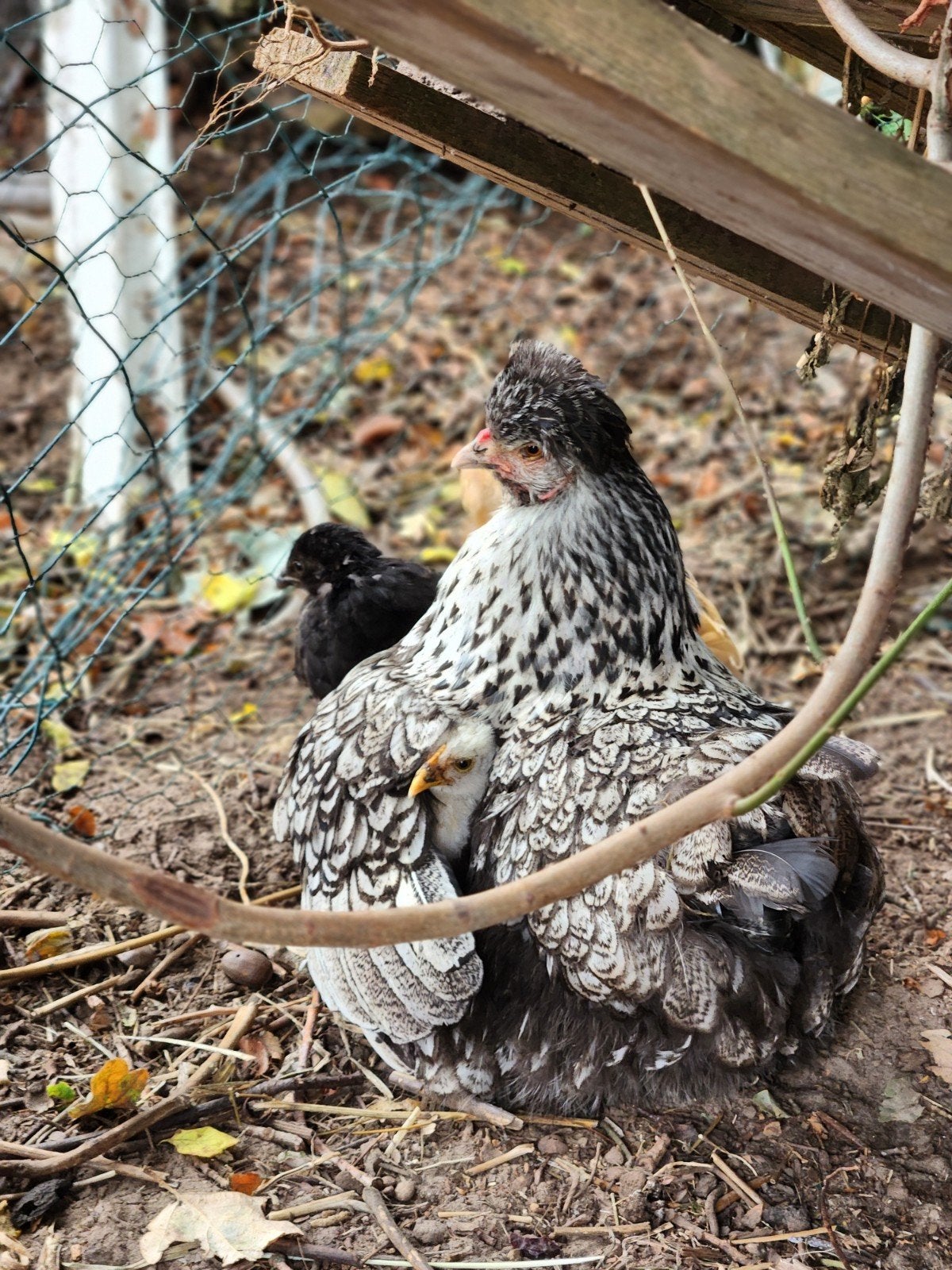 kippen, Dieren en Toebehoren, Pluimvee, Kip