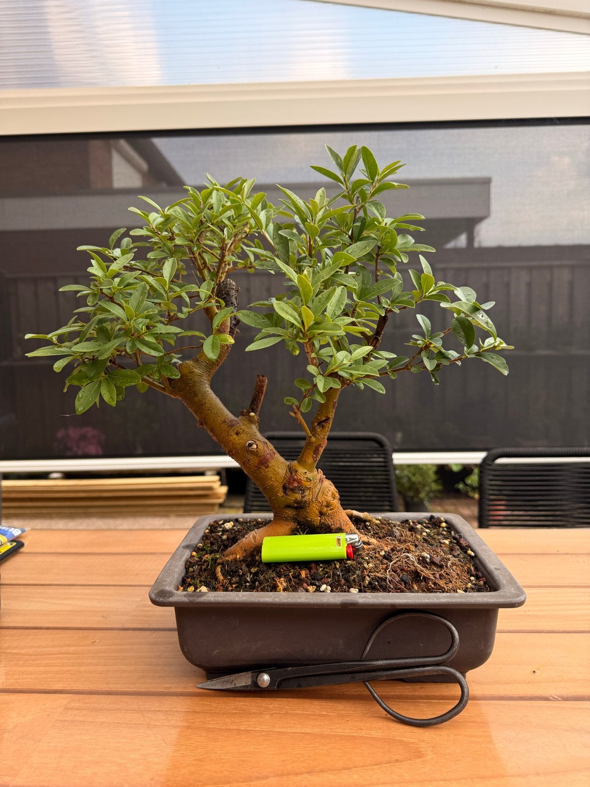 Bonsai Liguster - Prachtige stam en wortelvoet, Overige soorten, Vaste plant, Ophalen of Verzenden, Bloeit niet