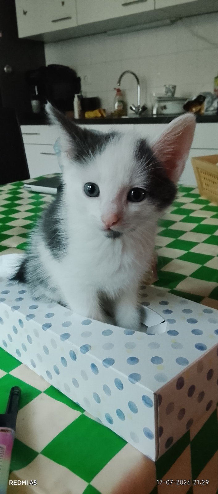 Lieve poepies