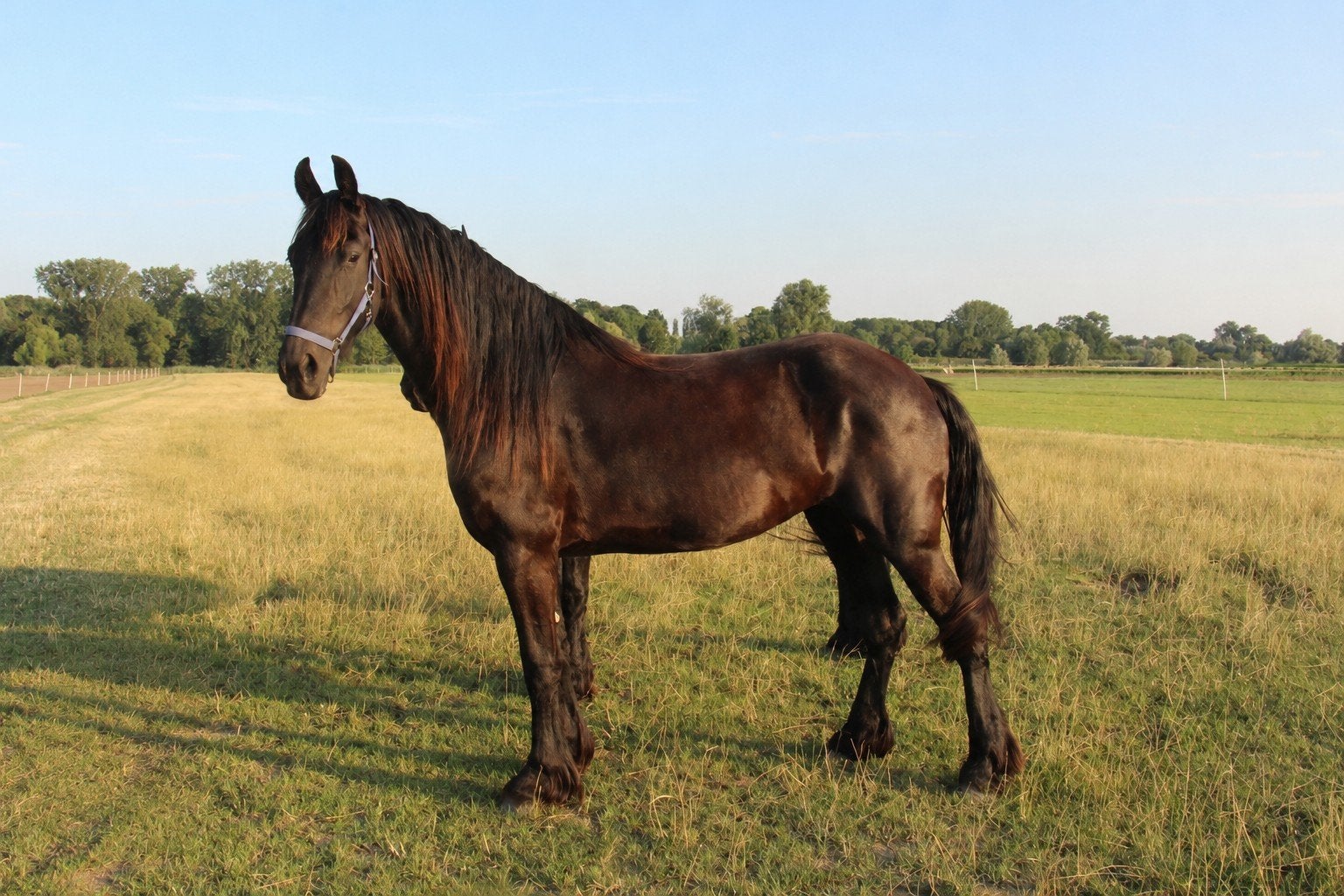 Lieve 5 jarige Friese Merrie, Merrie, 3 tot 6 jaar