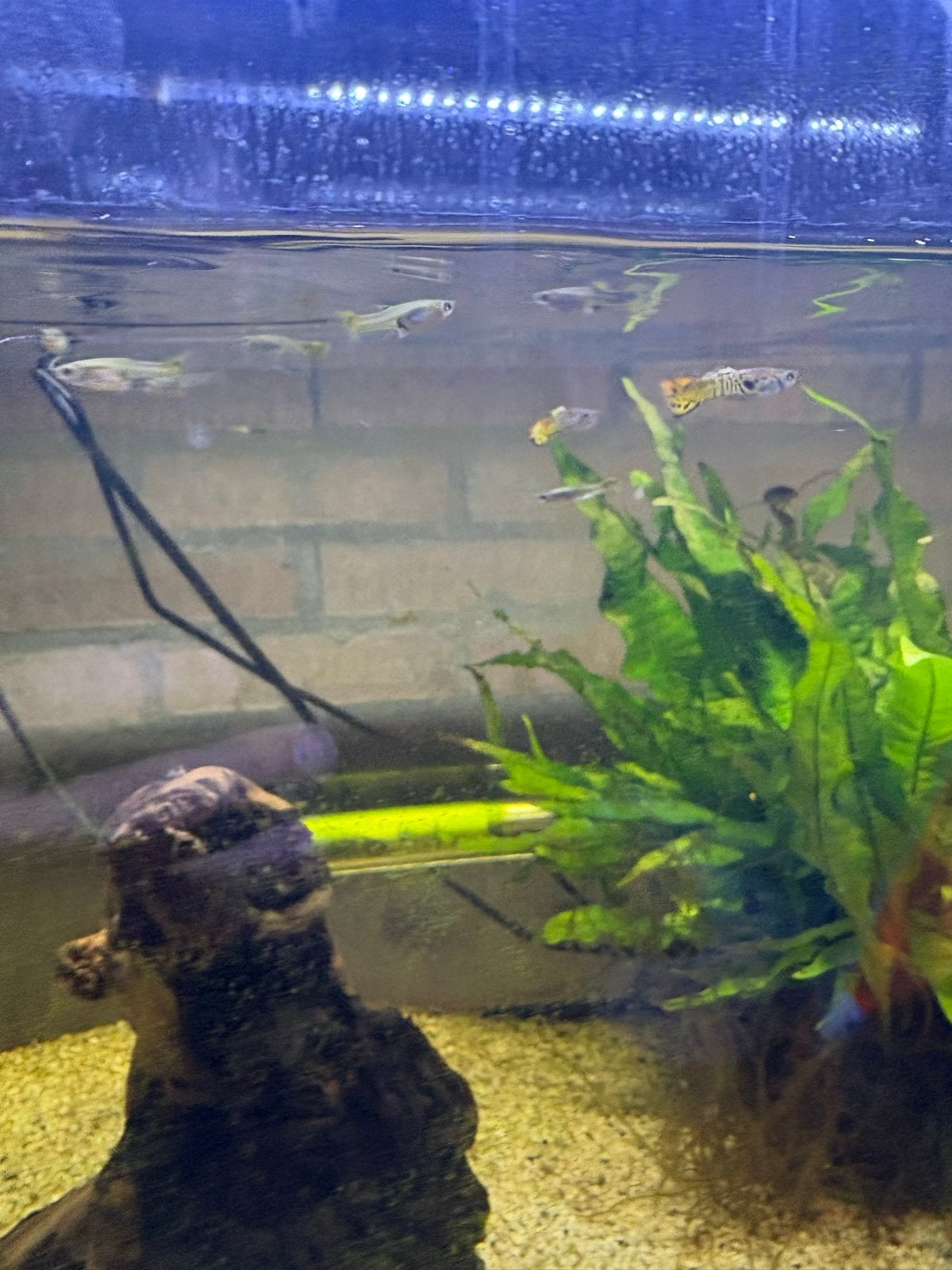 Gratis guppen, Dieren en Toebehoren, Vissen | Aquariumvissen, Vis