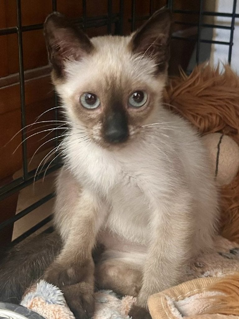 ACE: Trouble wil heel graag nummer 1 zijn!, Kater, Kortharig, 0 tot 2 jaar