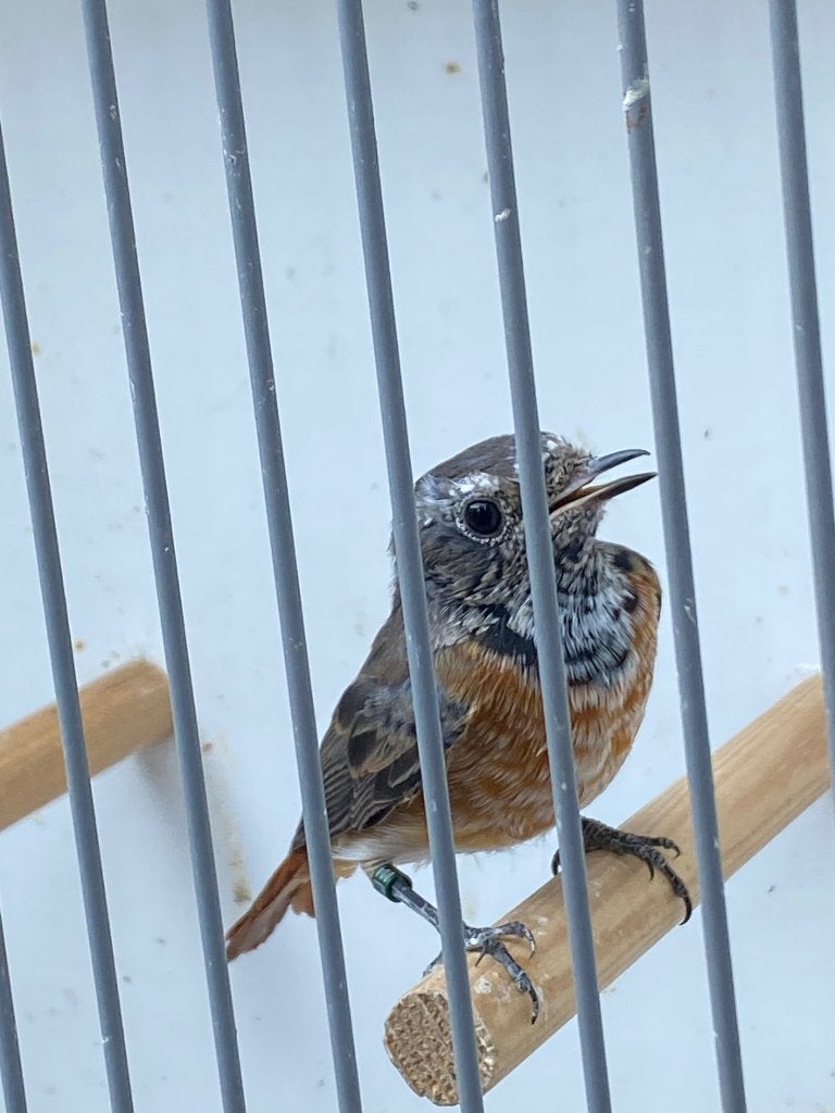 Gekraagde roodstaart 2026, Dieren en Toebehoren, Vogels | Overige Vogels, Mannelijk, Wildzangvogel, Geringd