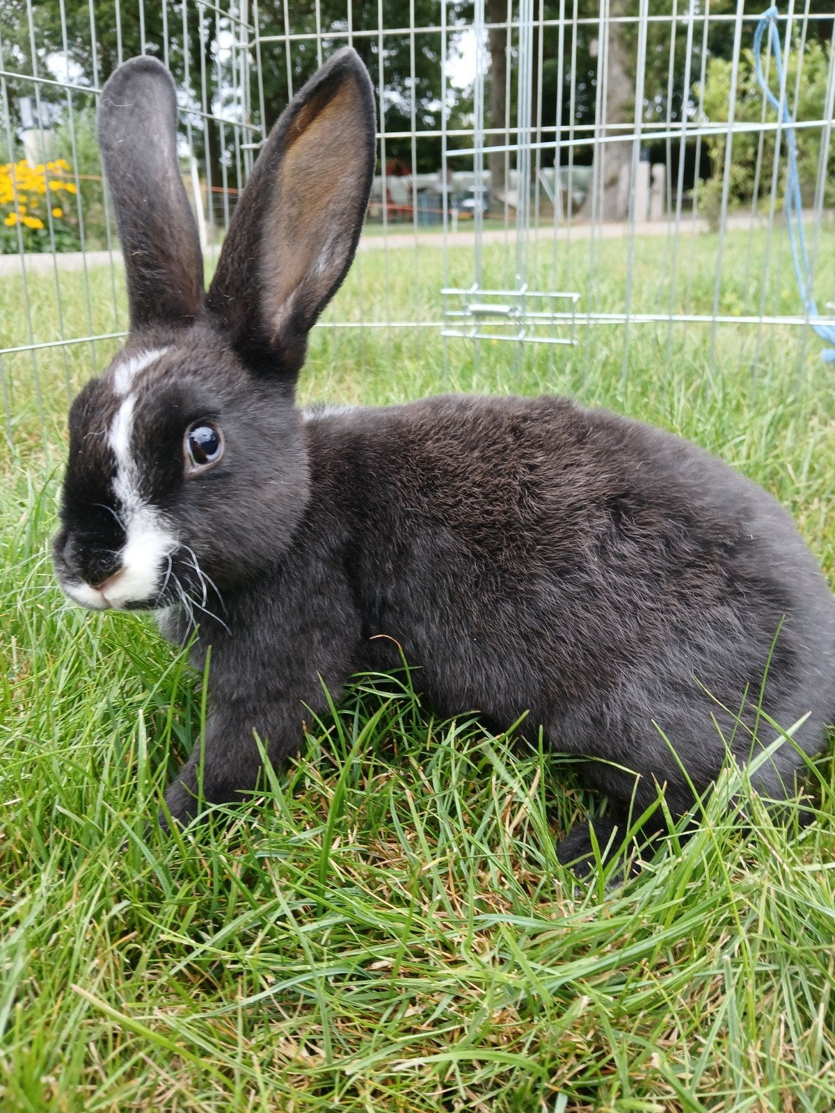 mooi jong zwart Rex rammetje, Mannelijk, Middelgroot, 0 tot 2 jaar