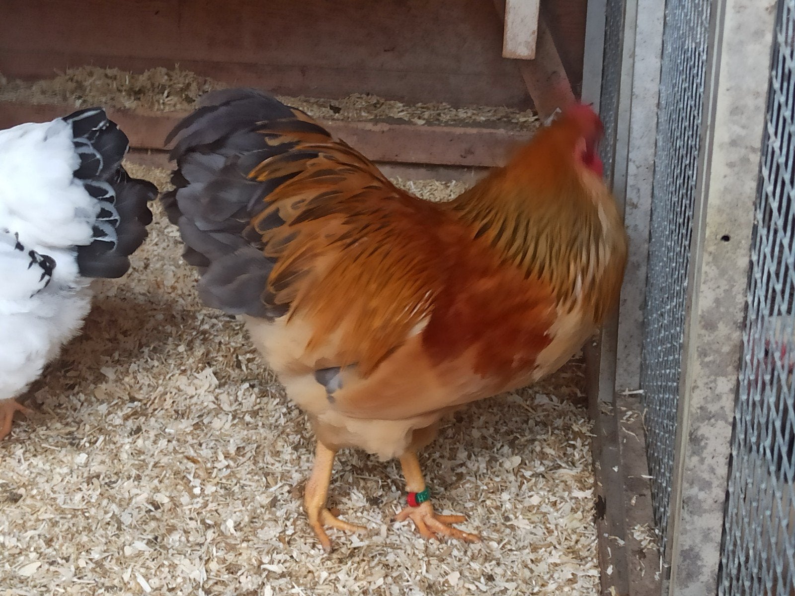 wyandotte buff blauw columbia, Dieren en Toebehoren