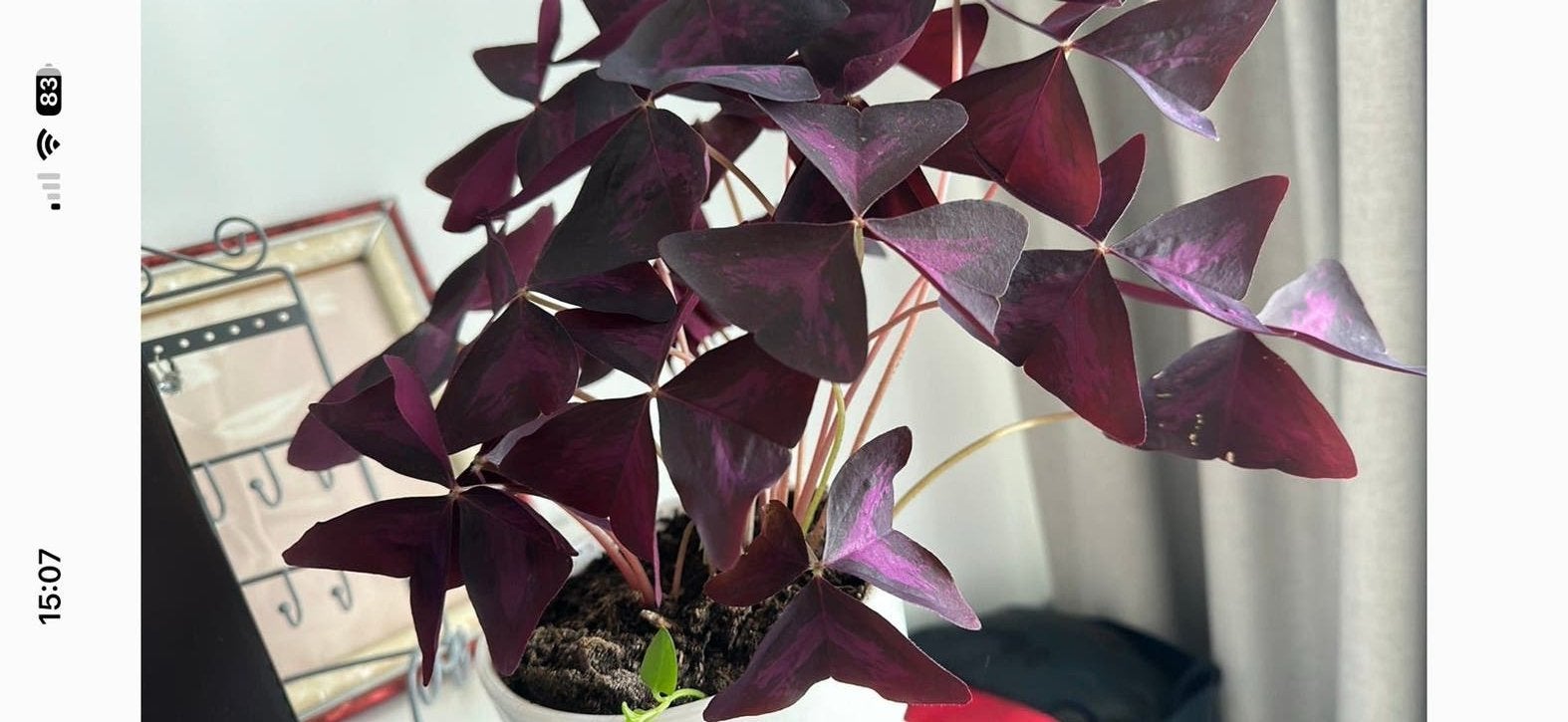 Oxalis Triangularis kamerplant met pot, Overige soorten, In pot, Minder dan 100 cm, Bloeiende kamerplant