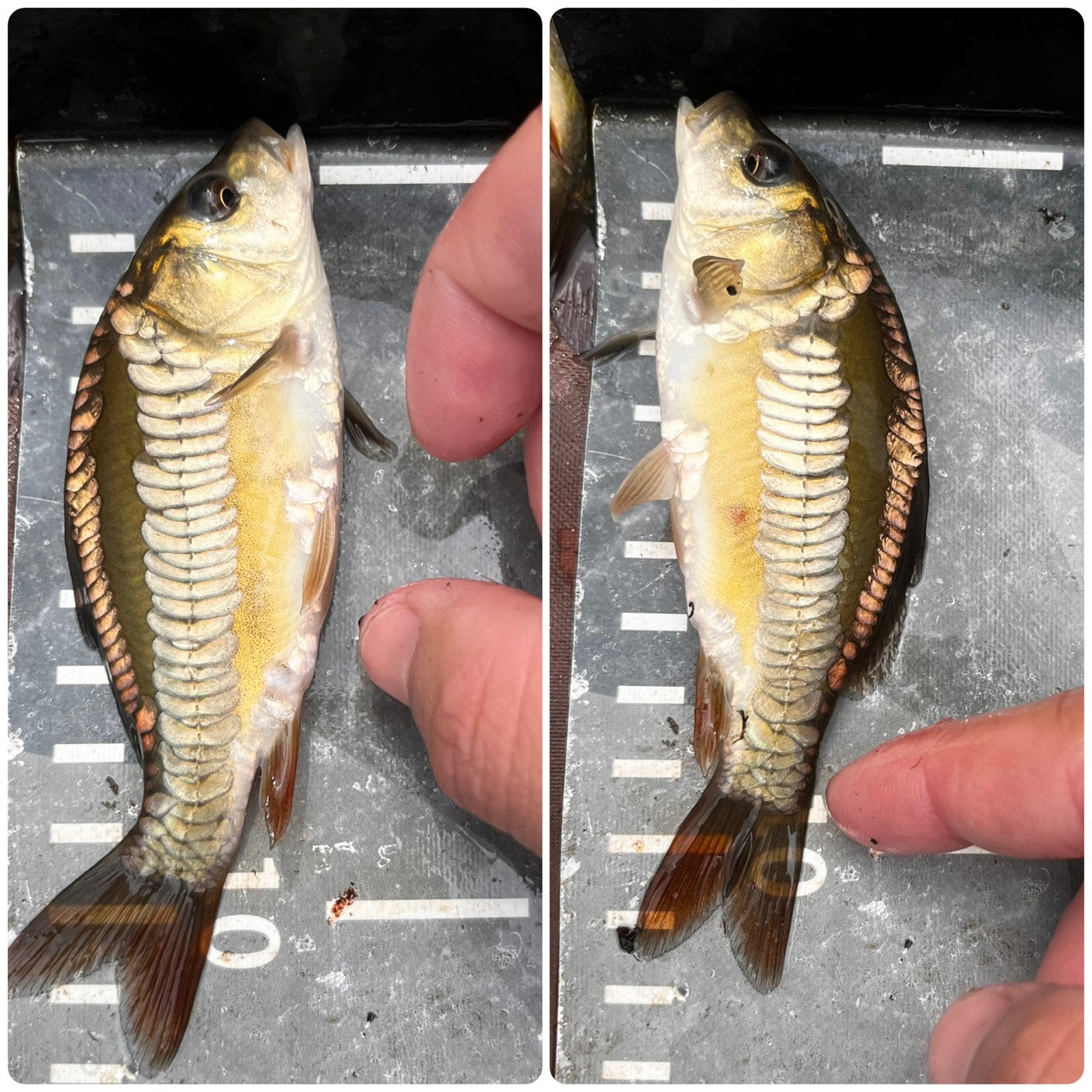 Spiegels karpers 40 stuks, Dieren en Toebehoren, Vissen | Vijvervissen, Karper of Koi
