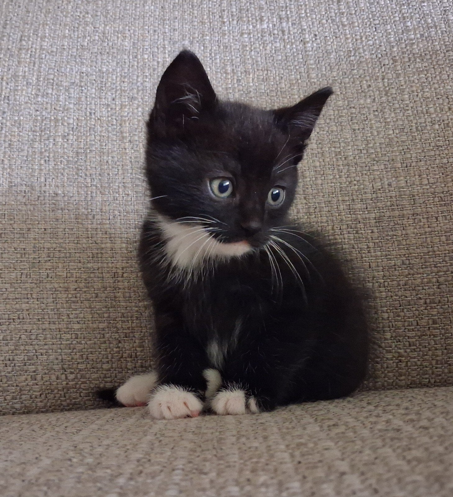 Lieve en superzachte boederij kittens zwart wit, Dieren en Toebehoren, Meerdere dieren, Kortharig, 0 tot 2 jaar