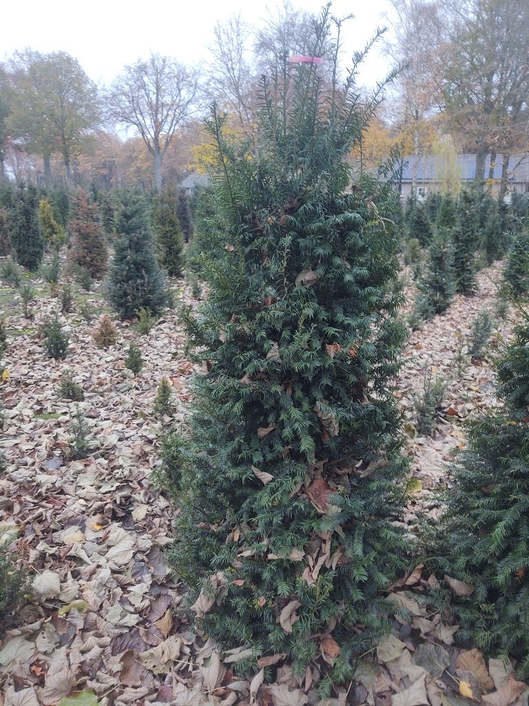 De mooiste volle Taxus Baccata bomen staan in Milheeze, Overige soorten, Lente, 100 tot 250 cm, Ophalen