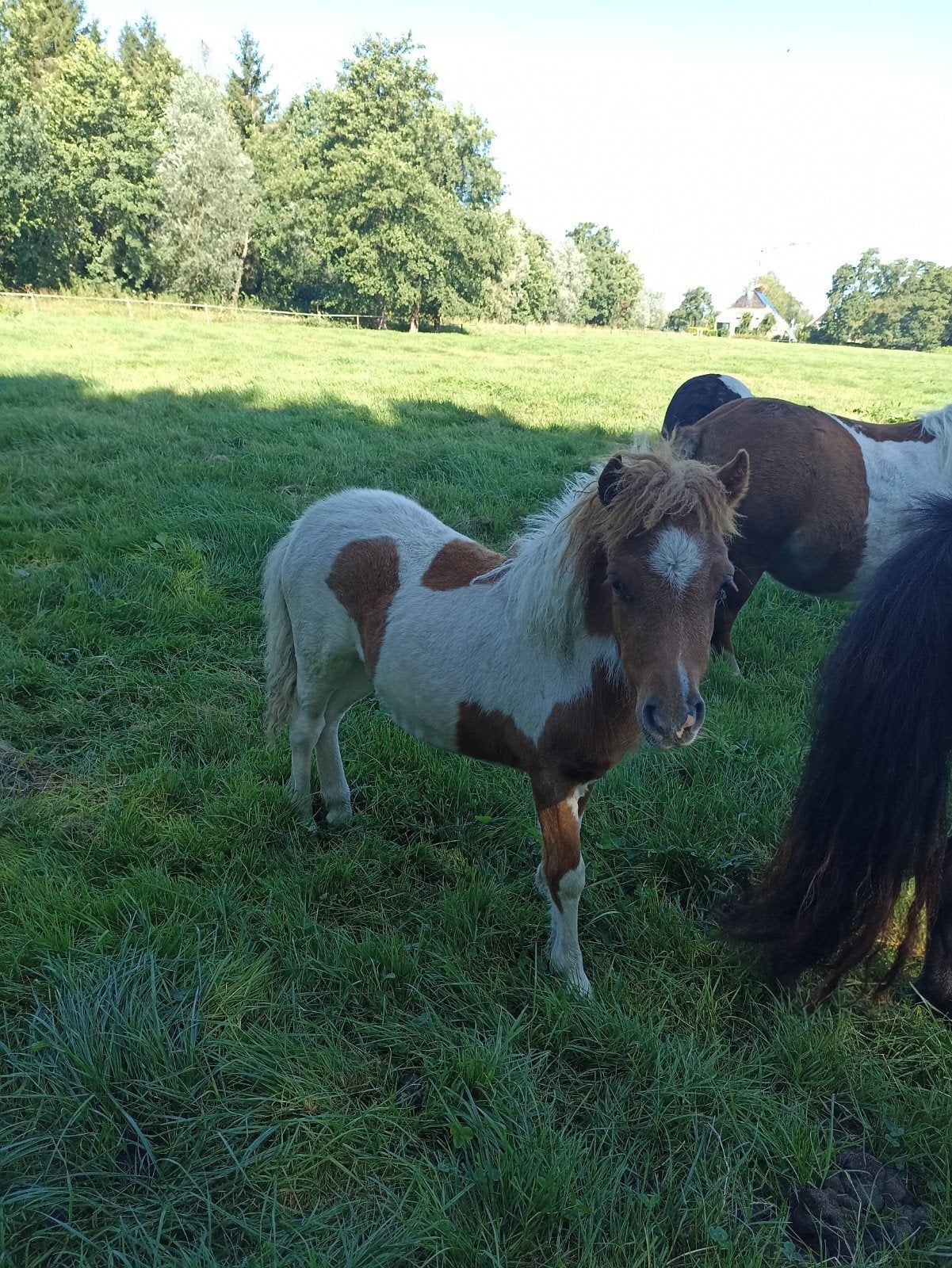 4 prachtige, shetland bonte merrie veulens, Dieren en Toebehoren, Pony's, Merrie, 0 tot 2 jaar, A pony (tot 1.17m), Gechipt
