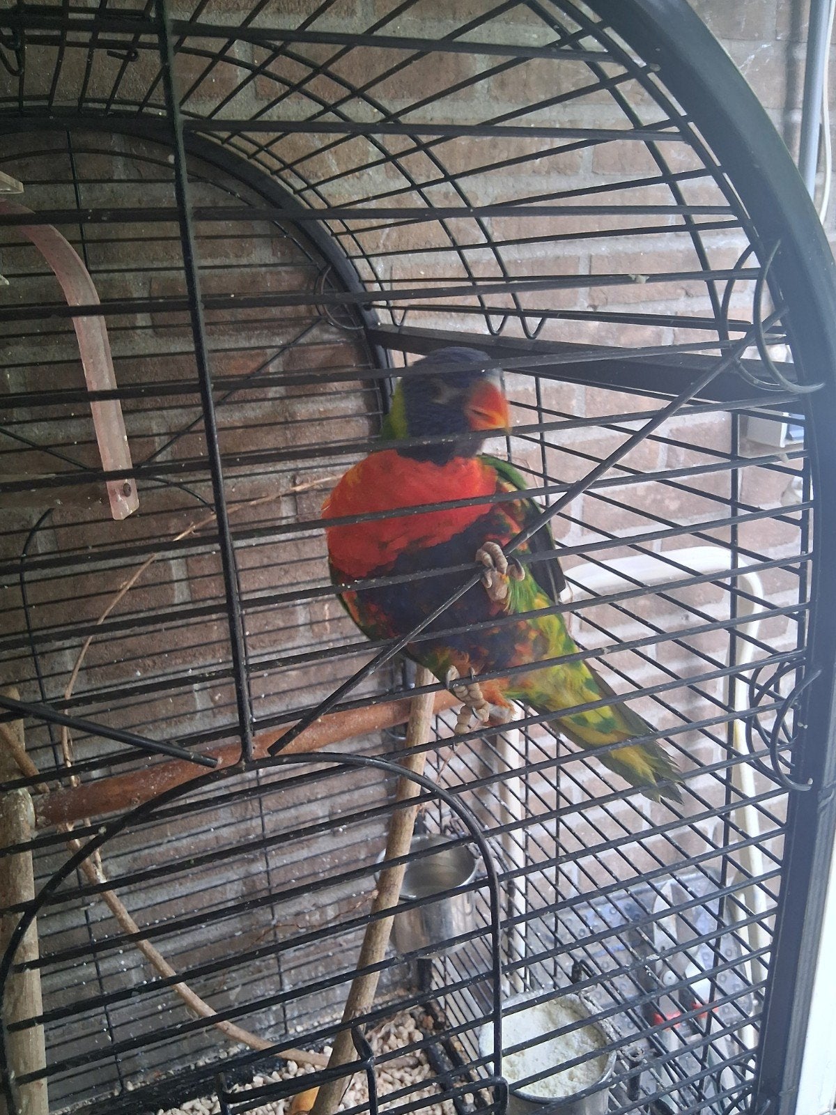 1 lori van de blauwe bergen  rustig vogel