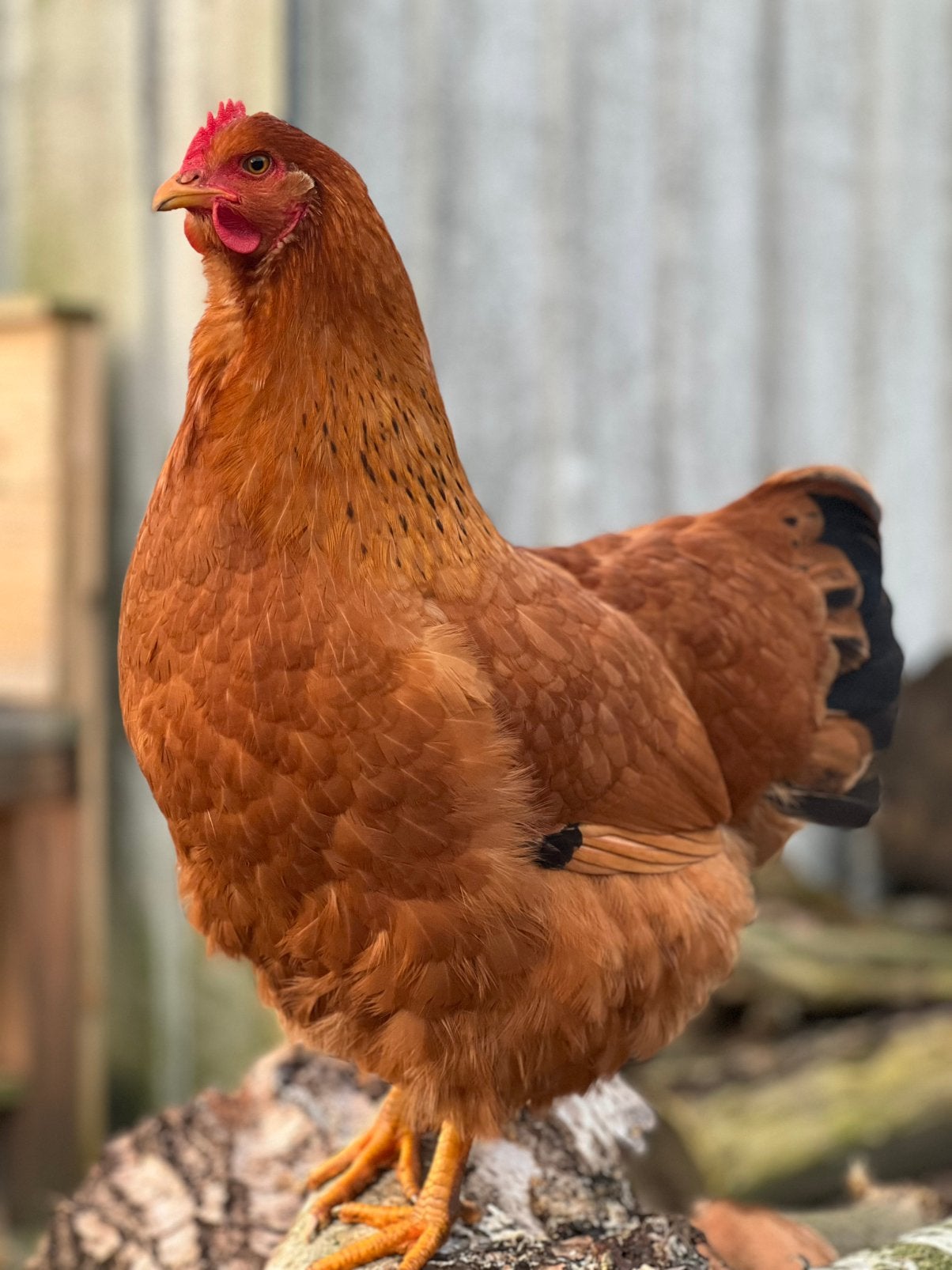 New Hampshire broedeieren te koop!, Dieren en Toebehoren, Pluimvee, Meerdere dieren, Kip