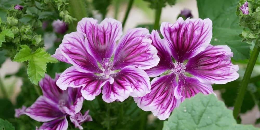 Malva sylvestris – Groot kaasjeskruid, Bio, Tuin en Terras, Planten | Tuinplanten, Volle zon, Vaste plant, Zomer, Ophalen