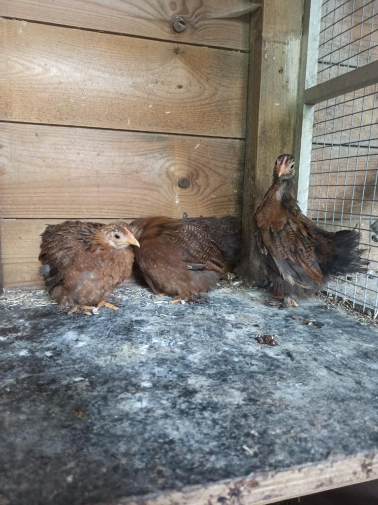3 Cochin kriel hennen, Dieren en Toebehoren, Pluimvee