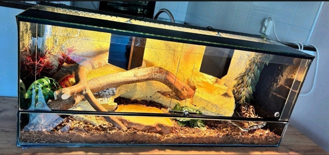 mooie koningspython compleet met terrarium. Ball Python photo 2
