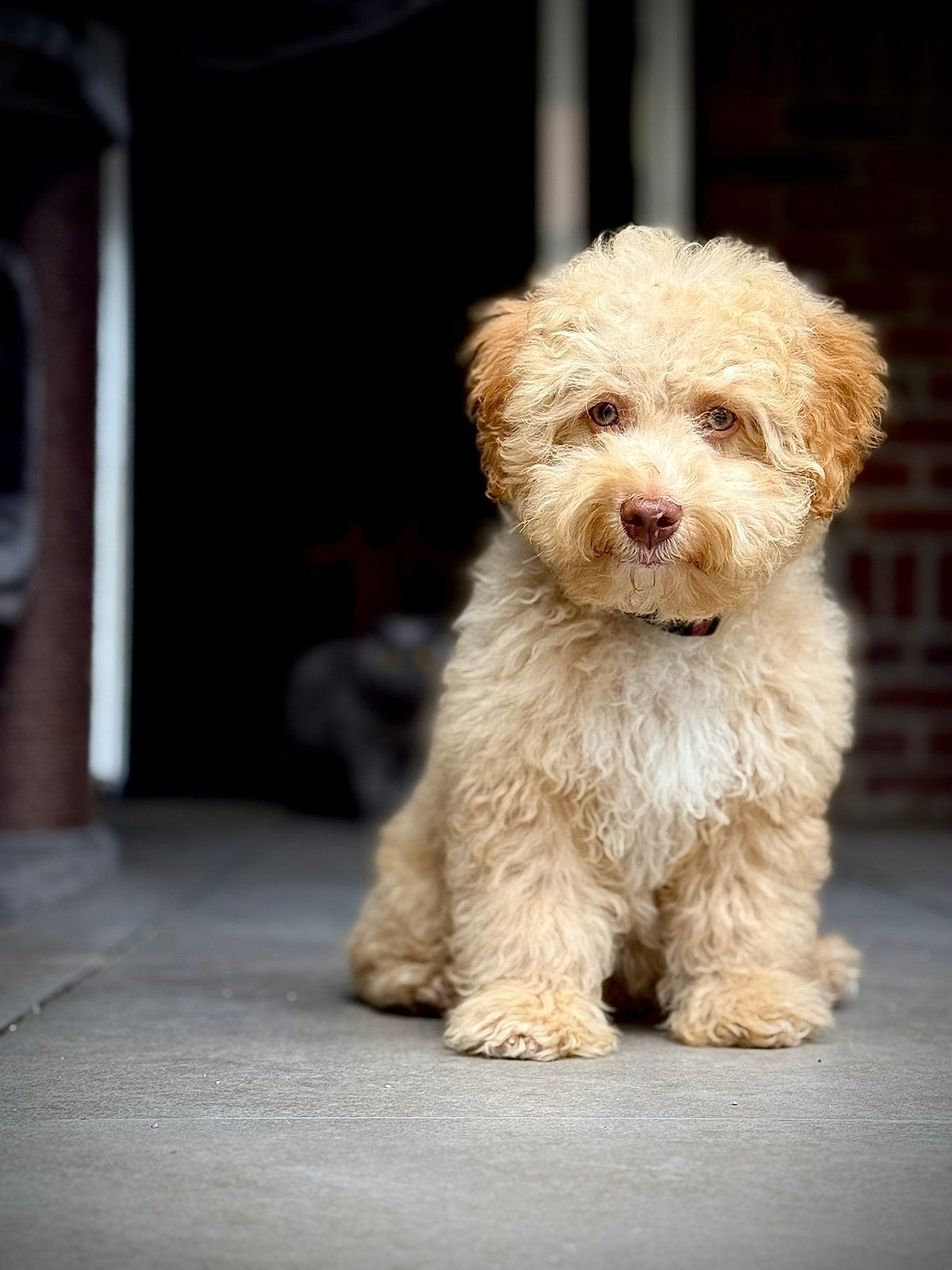 Mini Labradoodle pups reutje, Parvo, 8 tot 15 weken, Meerdere, Nederland