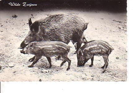 Ansichtkaart	Wilde zwijnen, Verzenden, 1940 tot 1960, Gelopen, Wild dier