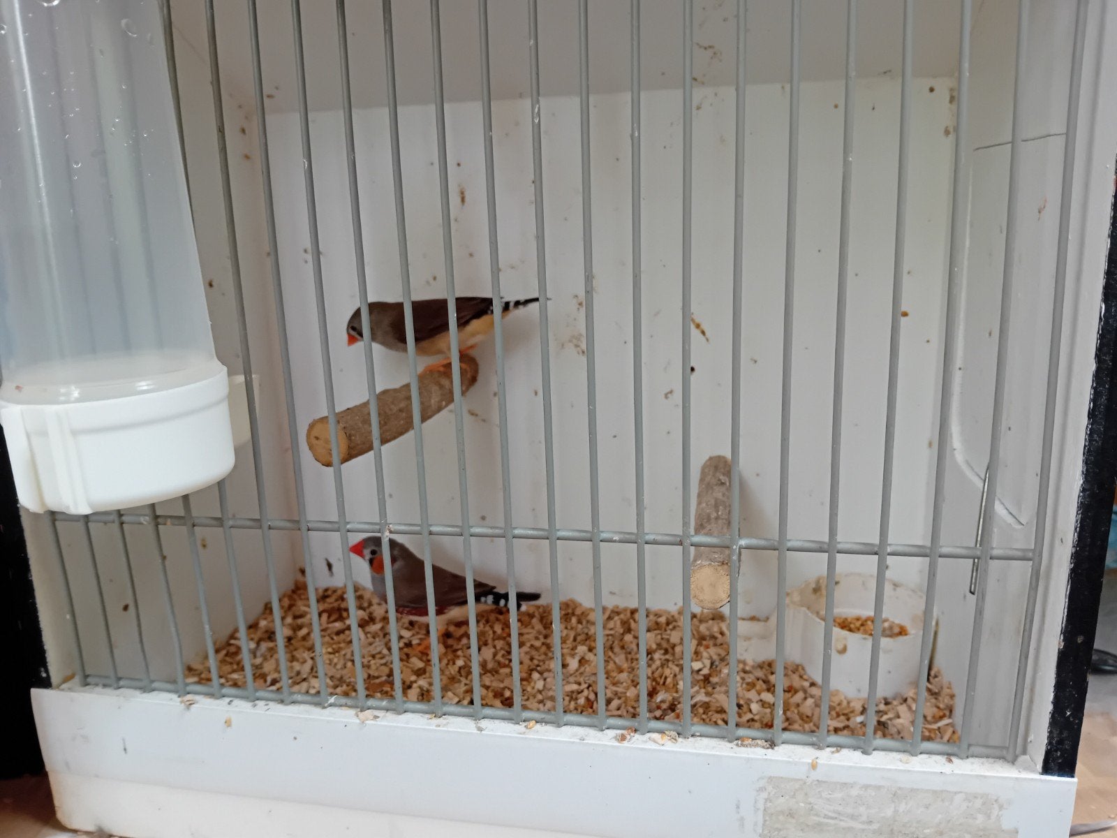 koppeltje Timor zebravinkjes, Dieren en Toebehoren, Meerdere dieren, Kleurkanarie