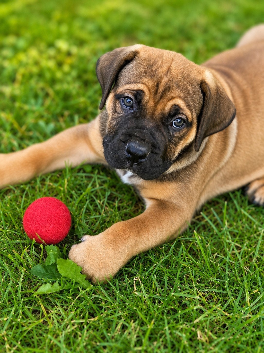 Schitterende boerboel pups, Overige rassen, 8 tot 15 weken, Meerdere, Meerdere dieren