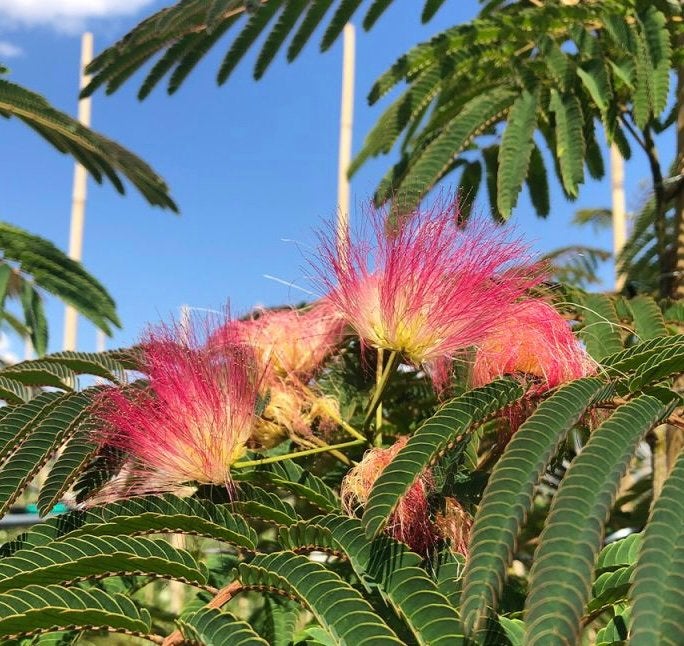 Albizia - Perzische Slaapboom, Ophalen, Volle zon