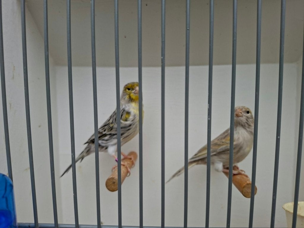 koppel kanaries, Meerdere dieren, Kleurkanarie