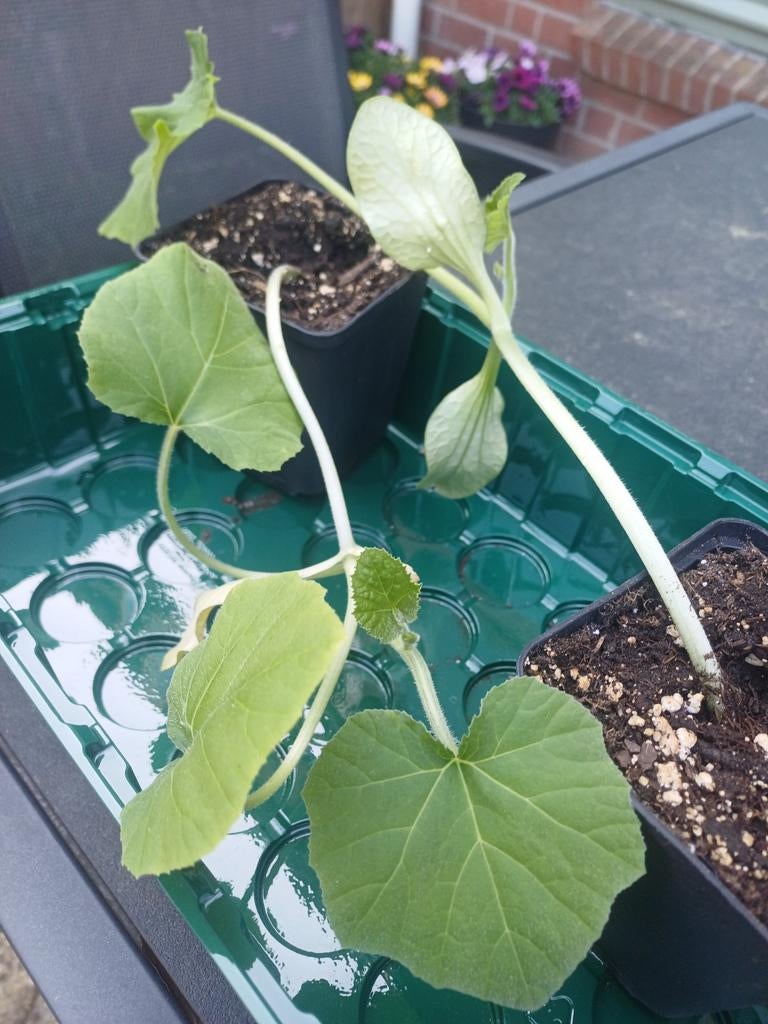 Muskaatpompoen 1x, Ophalen, Volle zon, Groenteplanten, Eenjarig