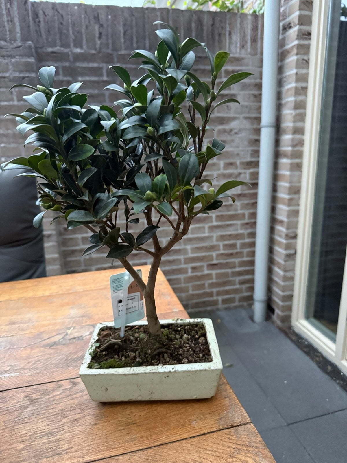 Mooie Camellia Bonsai, Overige soorten, Vaste plant, Ophalen of Verzenden, Halfschaduw