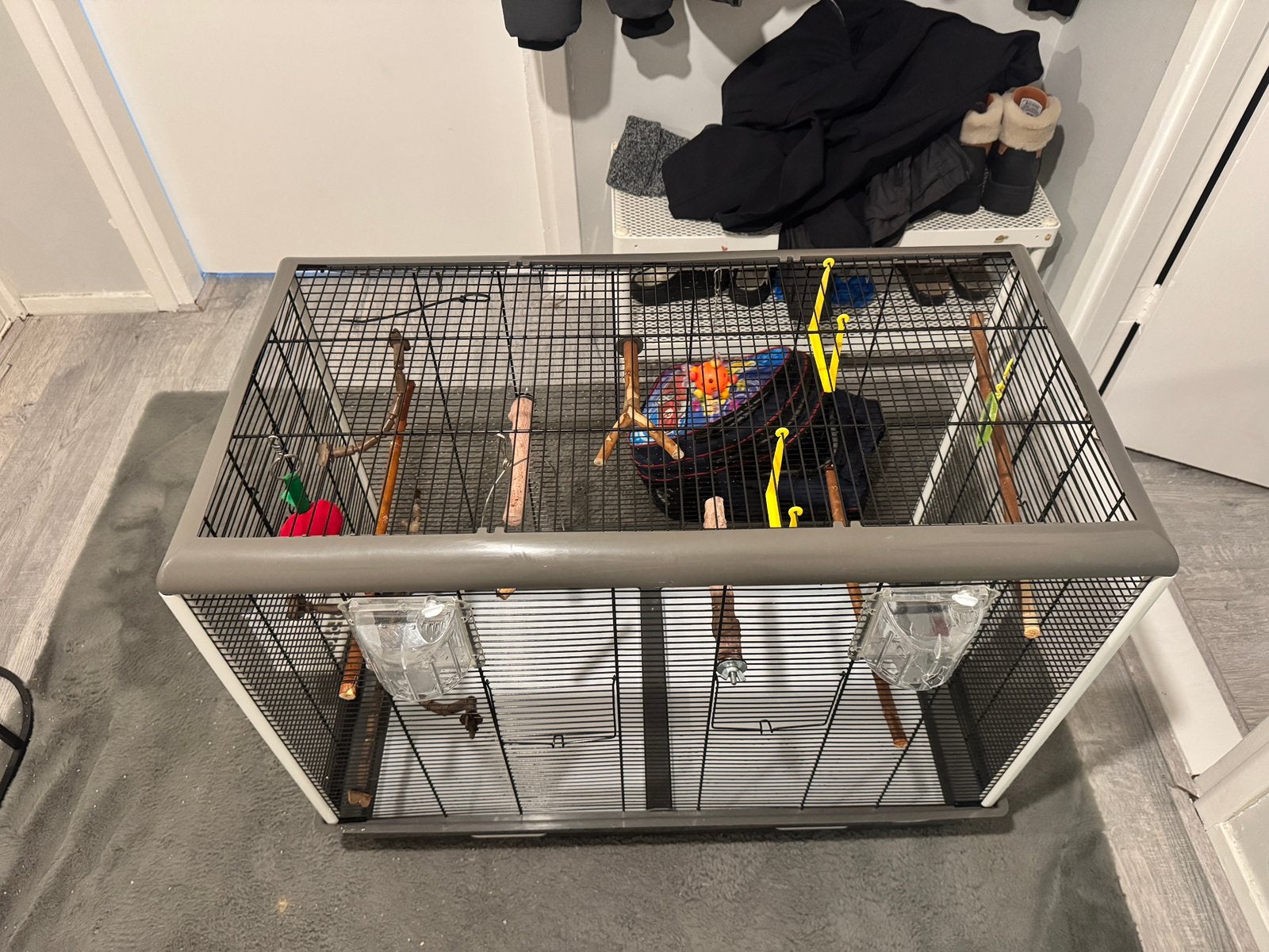 Parkietjes met kooi, Meerdere dieren, Parkiet, Tam