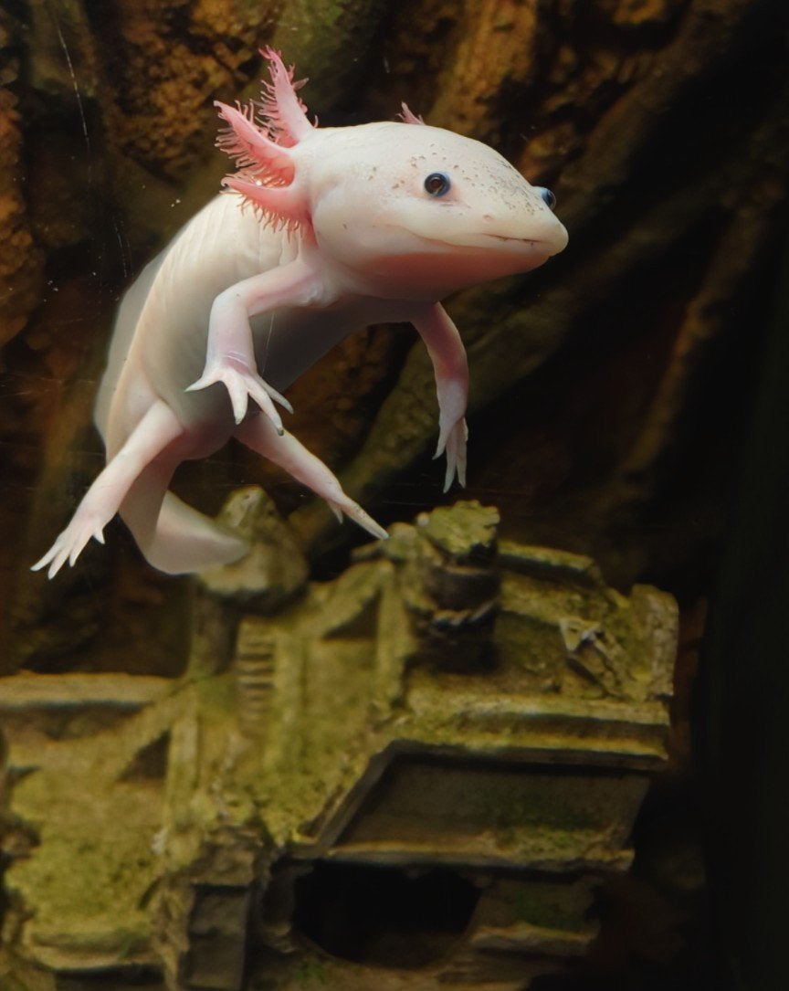 Axolotl op zoek naar nieuw huisje met aquarium en spullen., Vis, Zoetwatervis