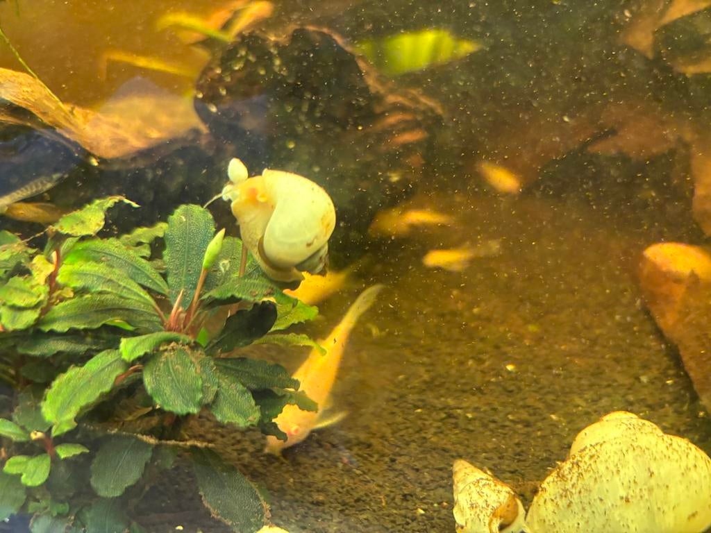 Witte appelslakken., Dieren en Toebehoren, Vissen | Aquariumvissen, Slak of Weekdier