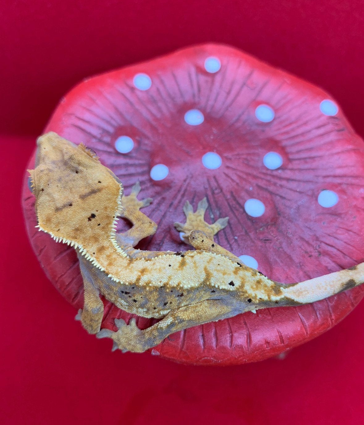 Wimpergekko vrouw, Dieren en Toebehoren