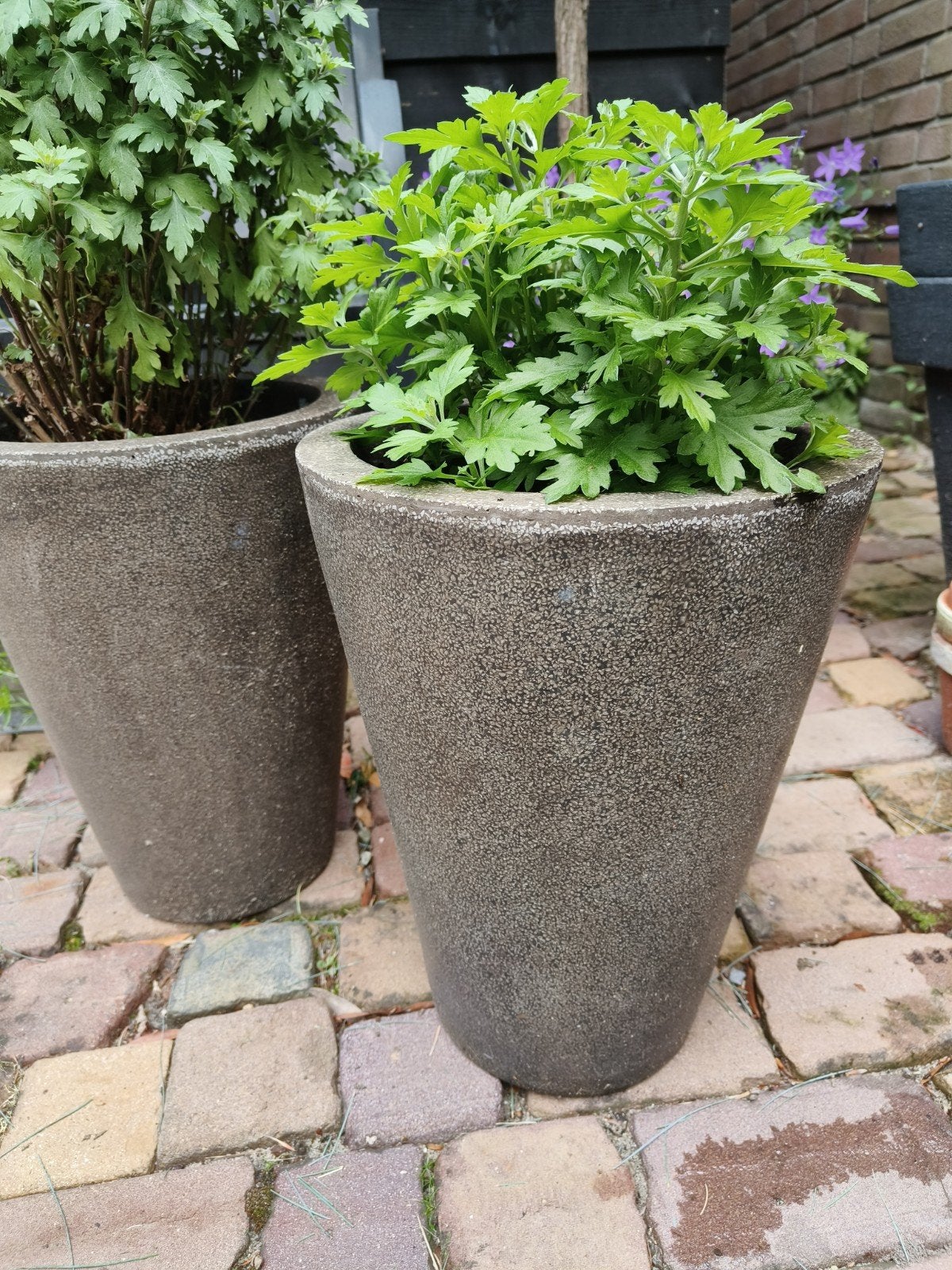 Stenen Terraspotten met Chrysanten, Tuin en Terras, Bloempotten, Gebruikt, Rond, Beton, Balkon