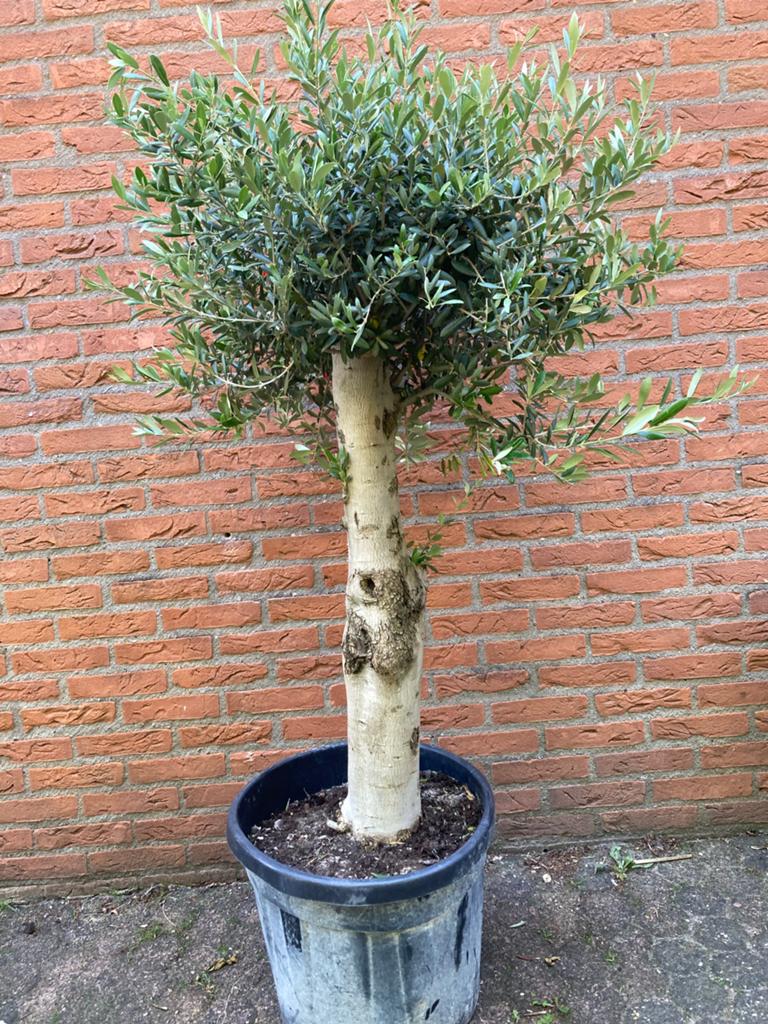 Super mooie olijfbomen 160 cm dikke stammen, Tuin en Terras, Planten | Tuinplanten, Vaste plant, Overige soorten, Volle zon, Bloeit niet