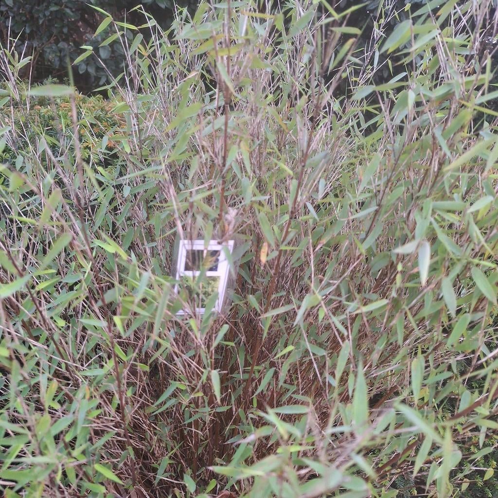 Fargesia murieliae (Niet-woekerende Bamboe) diverse maten, Tuin en Terras, Planten | Tuinplanten, Ophalen, Vaste plant, Siergrassen