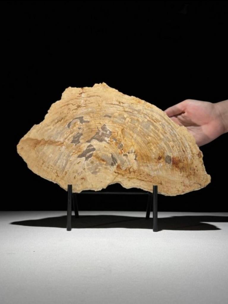 Gefossiliseerd hout van Sooka, custom made standaard (nieuw), Verzenden, 20 - 50 cm, Beeld, Bruin