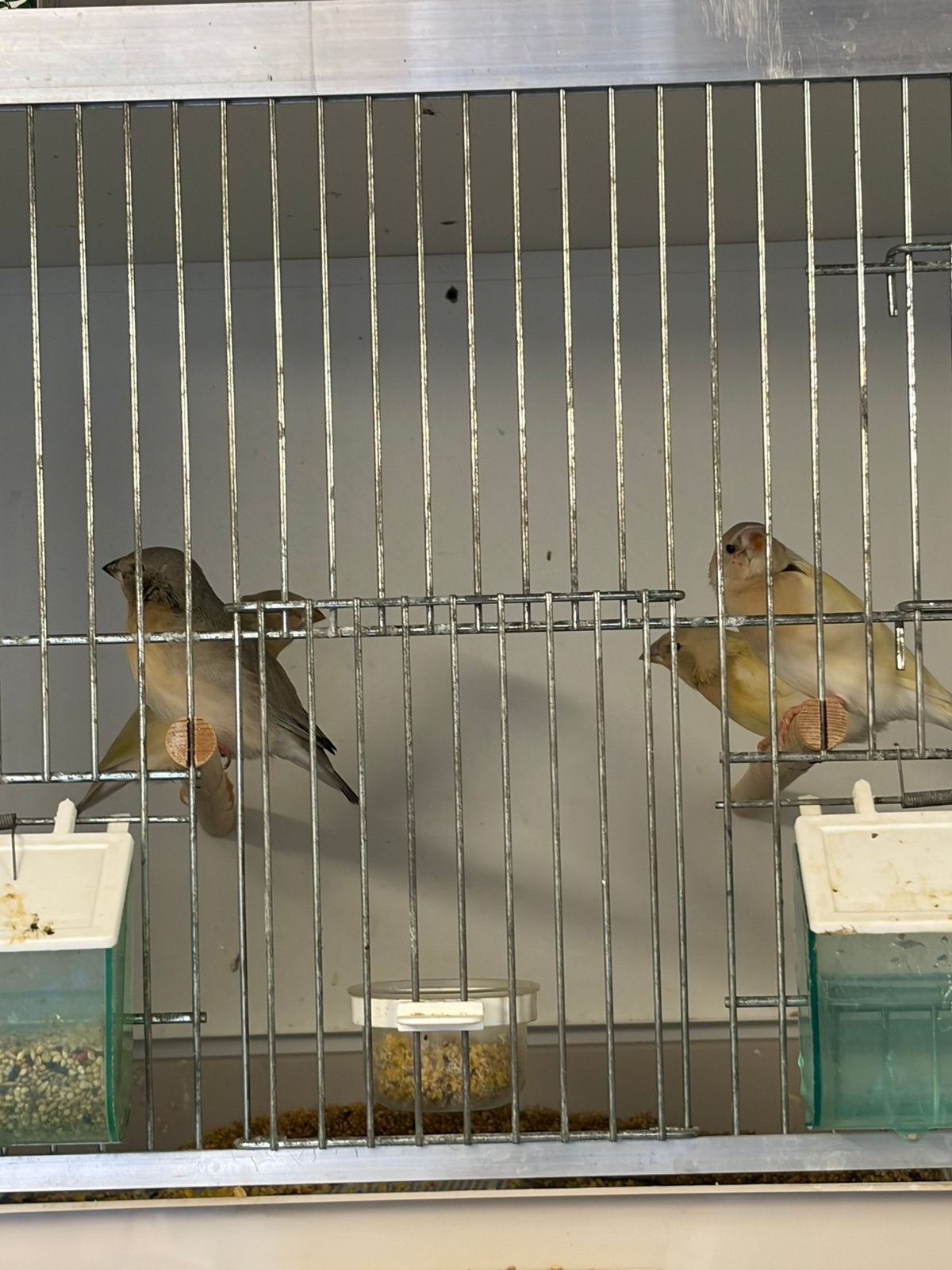 Gouldamedines, Dieren en Toebehoren, Vogels | Kanaries, Meerdere dieren, Kleurkanarie