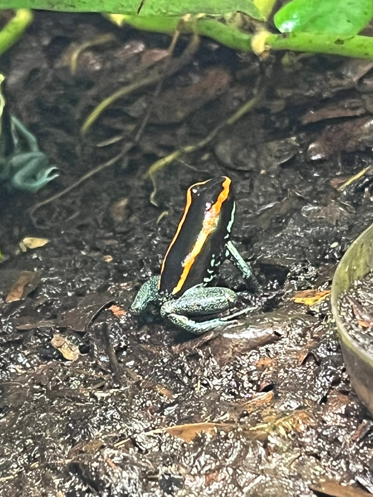 Phylobates vittatus, Dieren en Toebehoren, Hagedis, 0 tot 2 jaar