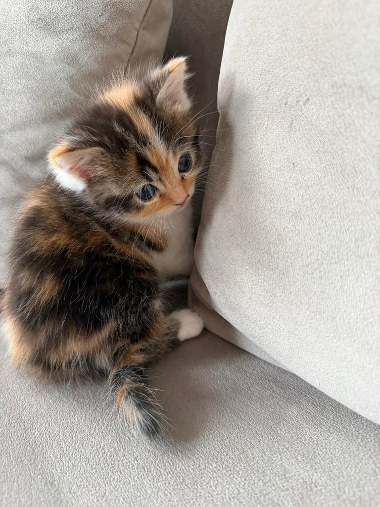 Kittens, Meerdere dieren