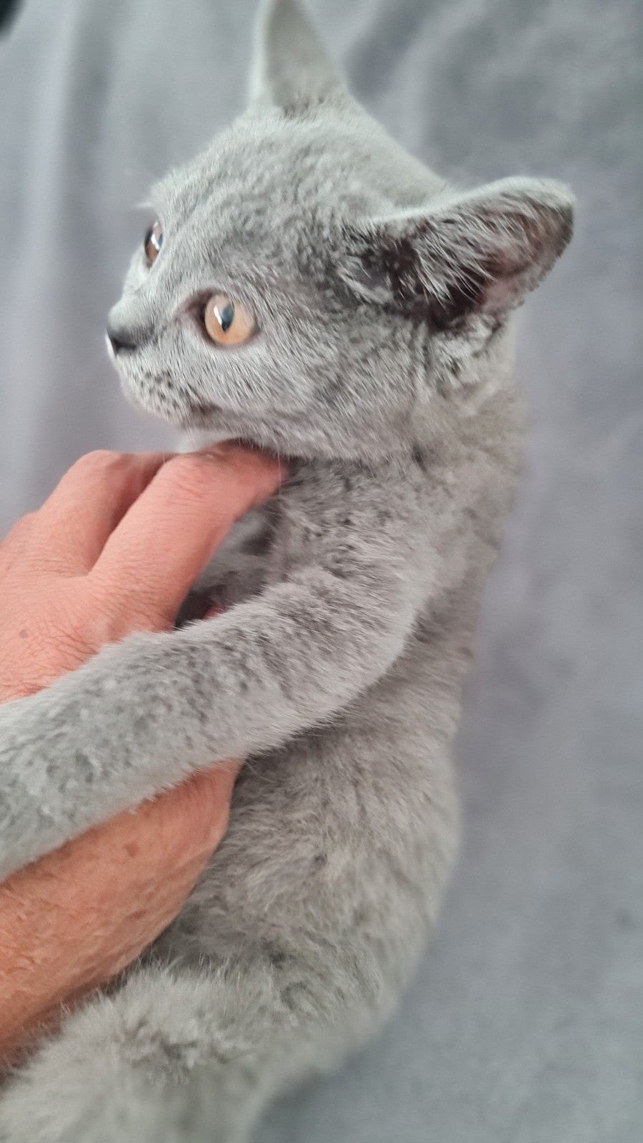 britse korthaar kittens