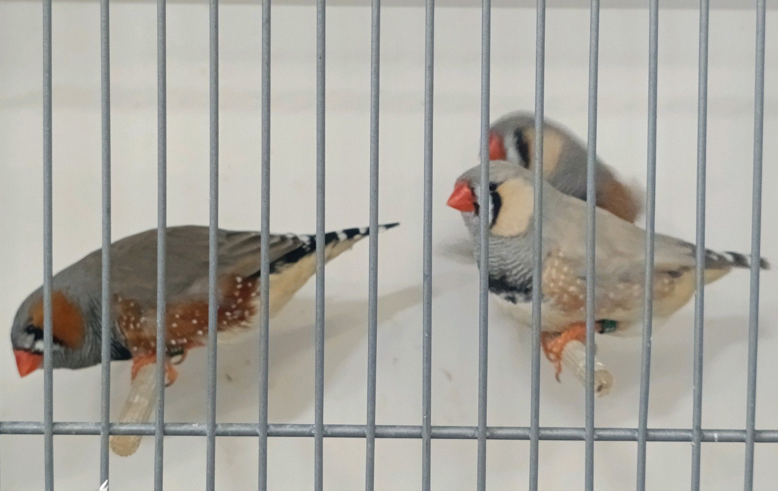 Zebravinken, Meerdere dieren, Tropenvogel, Geringd
