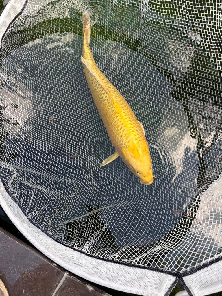 Yamabuki, Dieren en Toebehoren, Vissen | Vijvervissen, Karper of Koi