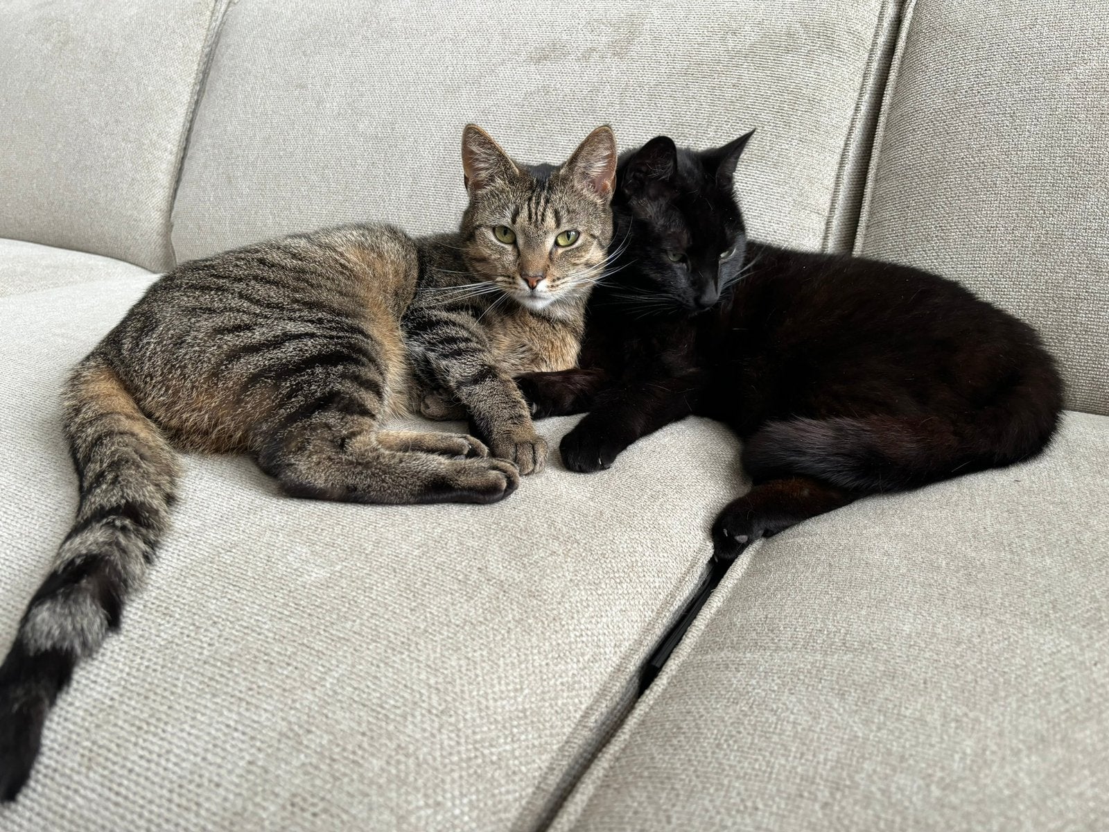 Twee lieve katten zoeken nieuw huisje, Dieren en Toebehoren, Katten en Kittens | Overige Katten