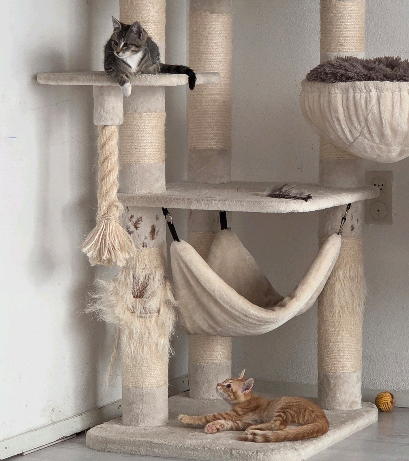 Twee lieve kittens zoeken een warm thuis, het liefst samen, Meerdere dieren, 0 tot 2 jaar