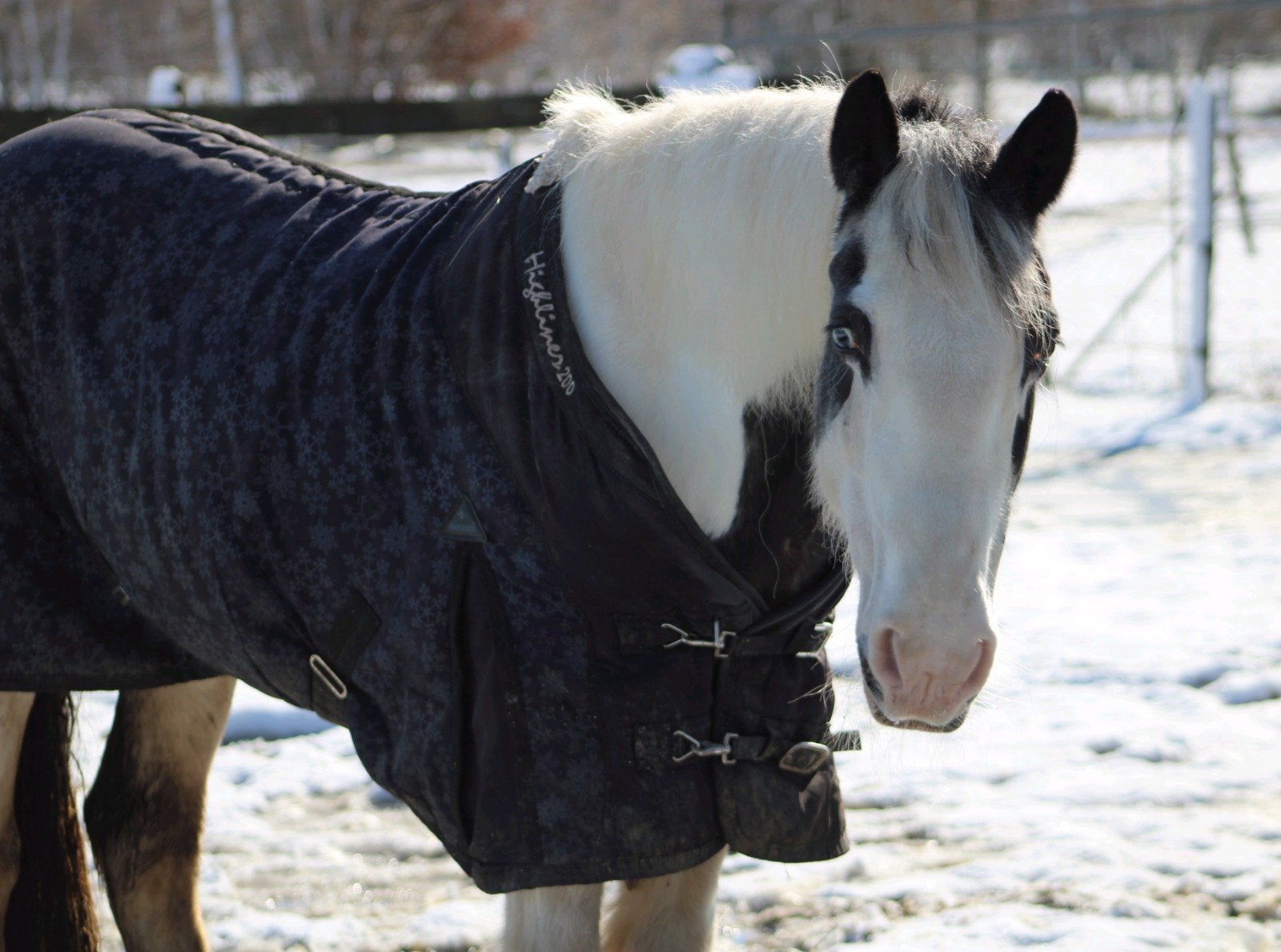 Harry's horse highliner 200 gram maat 175, Dieren en Toebehoren, Gebruikt, 200 g, Ophalen of Verzenden, Harry's Horse