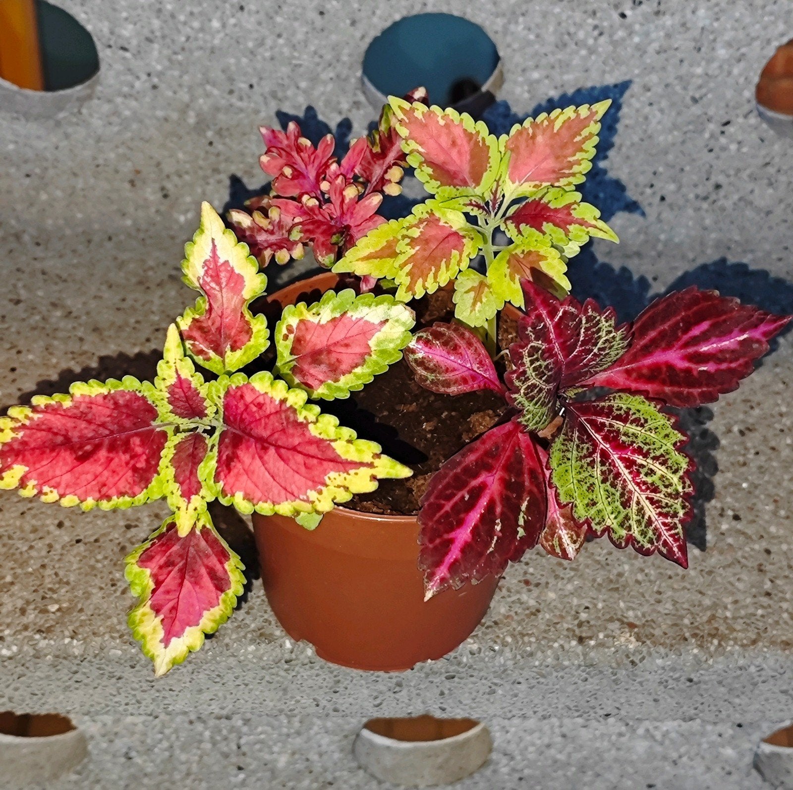 Coleus siernetel, Ophalen, Overige soorten, Volle zon