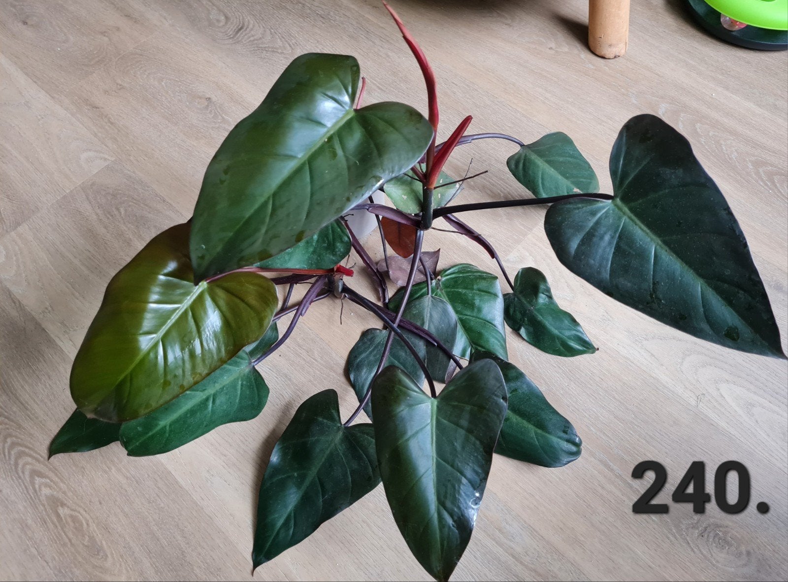 Philodendron Dark Lord, zeldzame kamerplant, Huis en Inrichting, Kamerplanten, Ophalen of Verzenden, Halfschaduw, Minder dan 100 cm