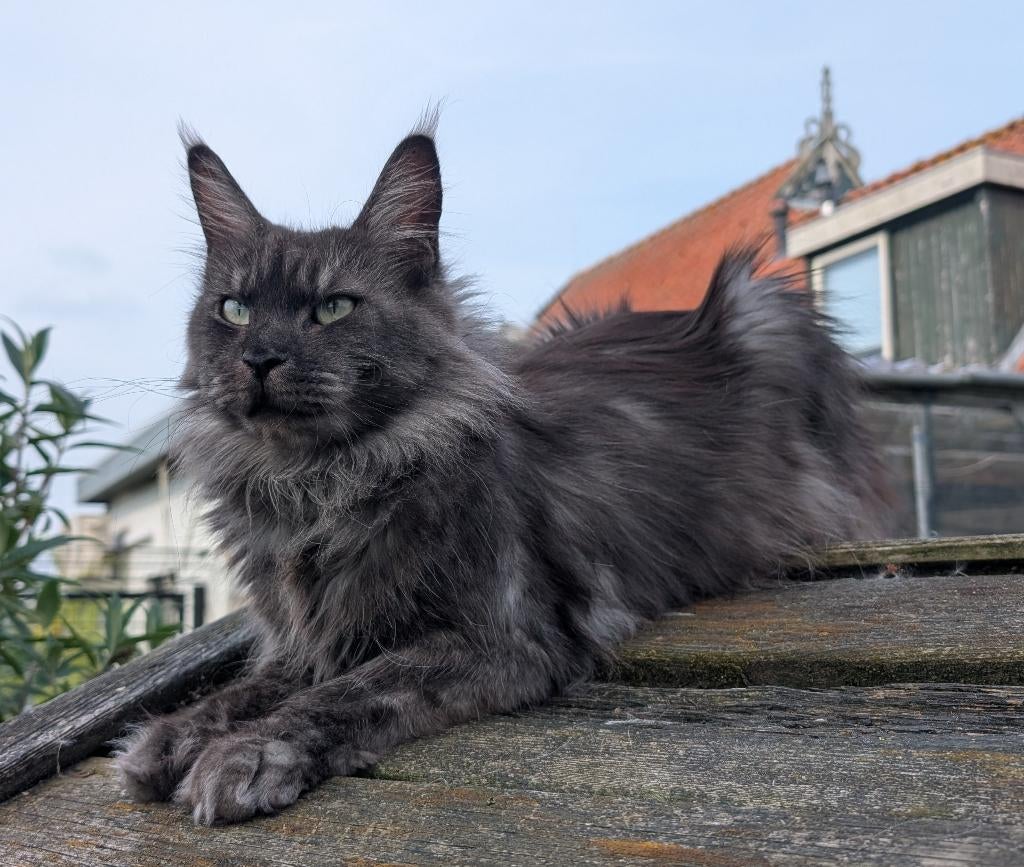 maine coon poes, Dieren en Toebehoren, Poes, Met stamboom, 0 tot 2 jaar