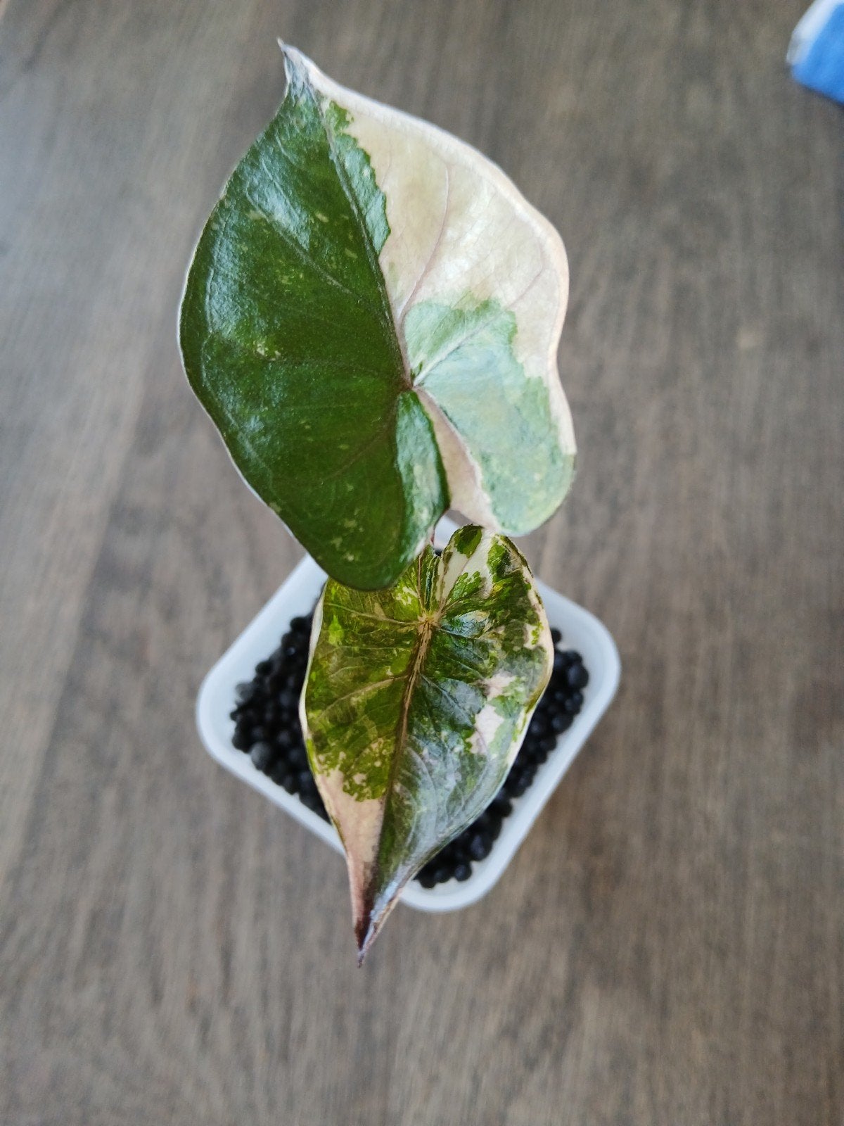 Alocasia Yucatan Princess pink variegata, Ophalen of Verzenden, Halfschaduw, Minder dan 100 cm