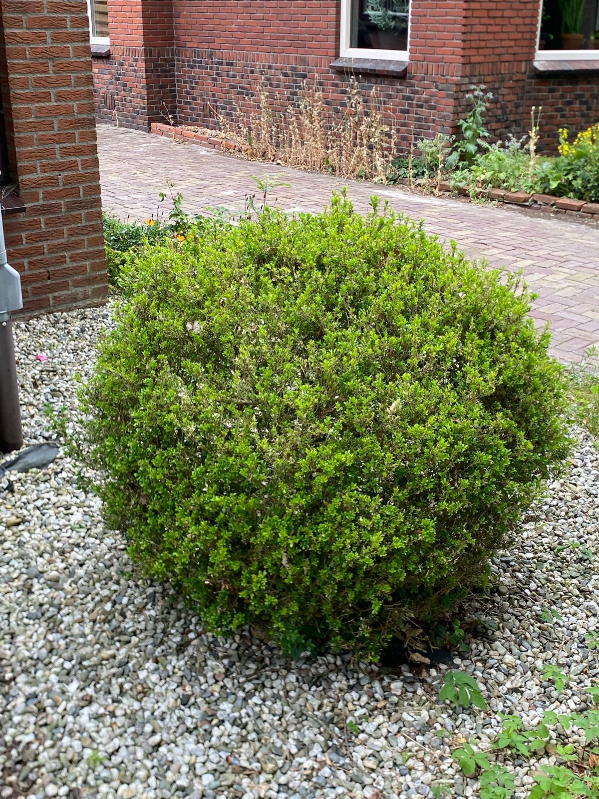 Buxus struik - 2 stuks GRATIS, Tuin en Terras, Vaste plant, Bloeit niet, Halfschaduw, Ophalen